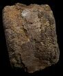 Edmontosaurus (Hadrosaur) Caudal Vertebrae - Montana #10756-1